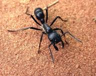 DESINSECTACION2 (7K)