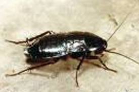 DESINSECTACION3 (7K)