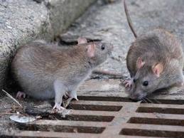 DESRATIZACION2 (10K)